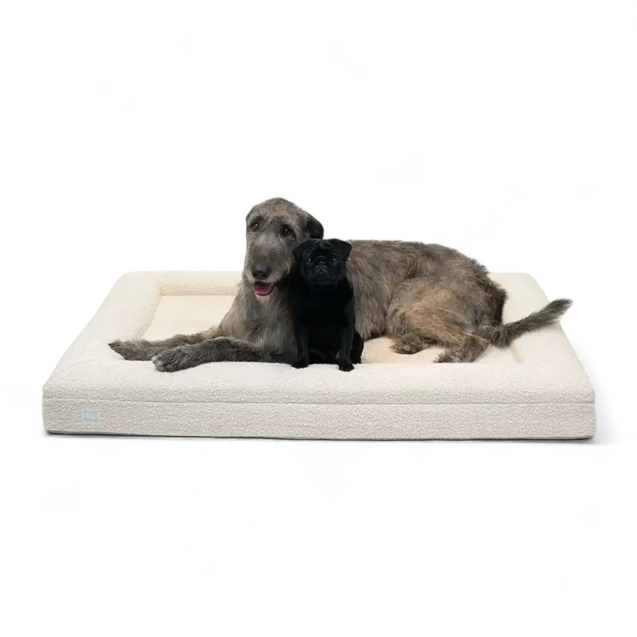 Irish Wolfhound and Pug laying together in an extra large cream colored boucle orthopedic dog bed.