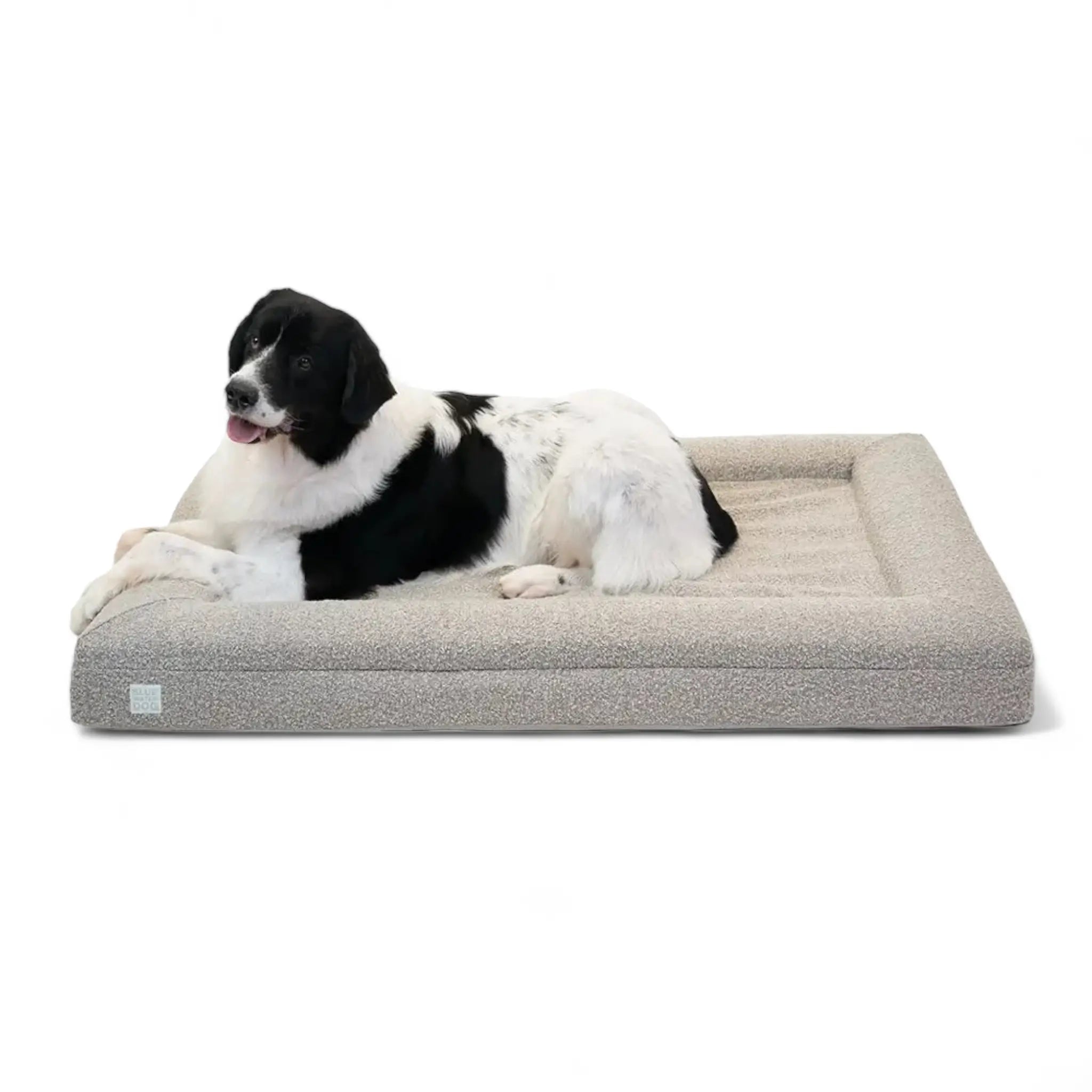 Saint Bernard laying on an extra large, sand-colored orthopedic memory foam boucle dog bed.