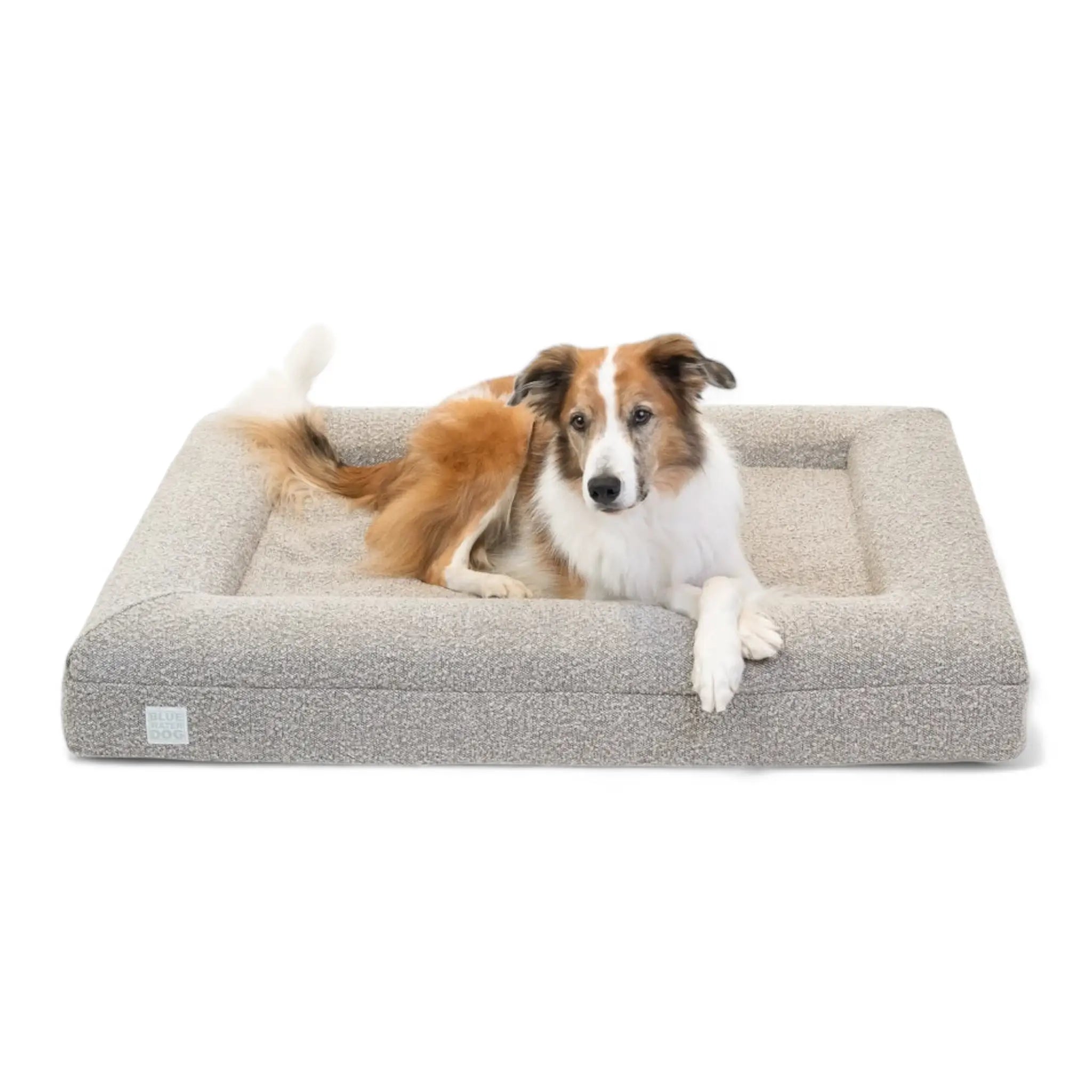 Border Collie laying on a large, sand-colored orthopedic memory foam boucle dog bed.