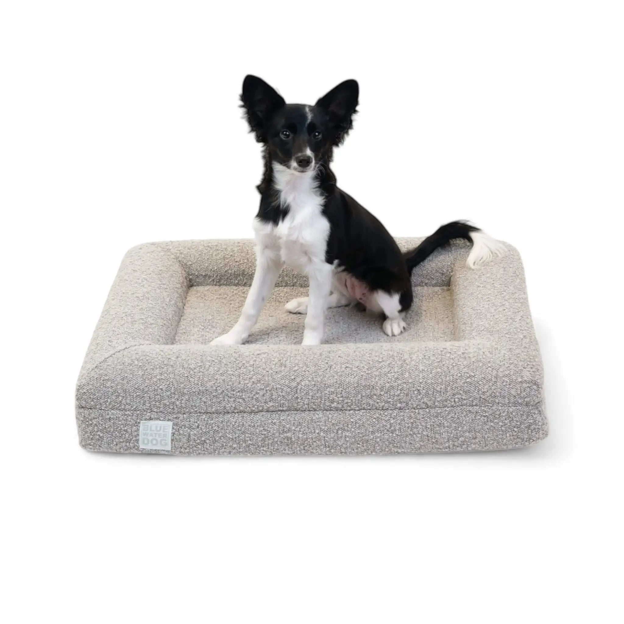 Border Collie sitting on a small, sand-colored orthopedic memory foam boucle dog bed.